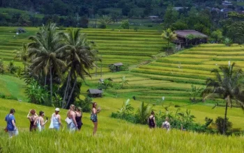Bali Taxi Service from Bali Airport to Jatiluwih